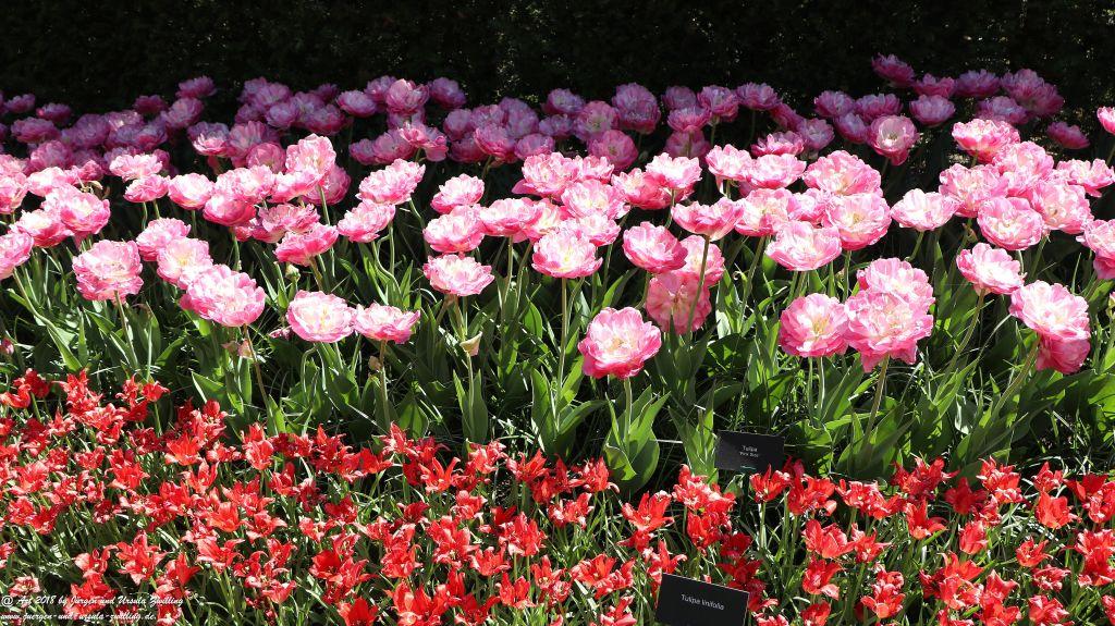 Keukenhof in Lisse Niederlande -Nordsee
