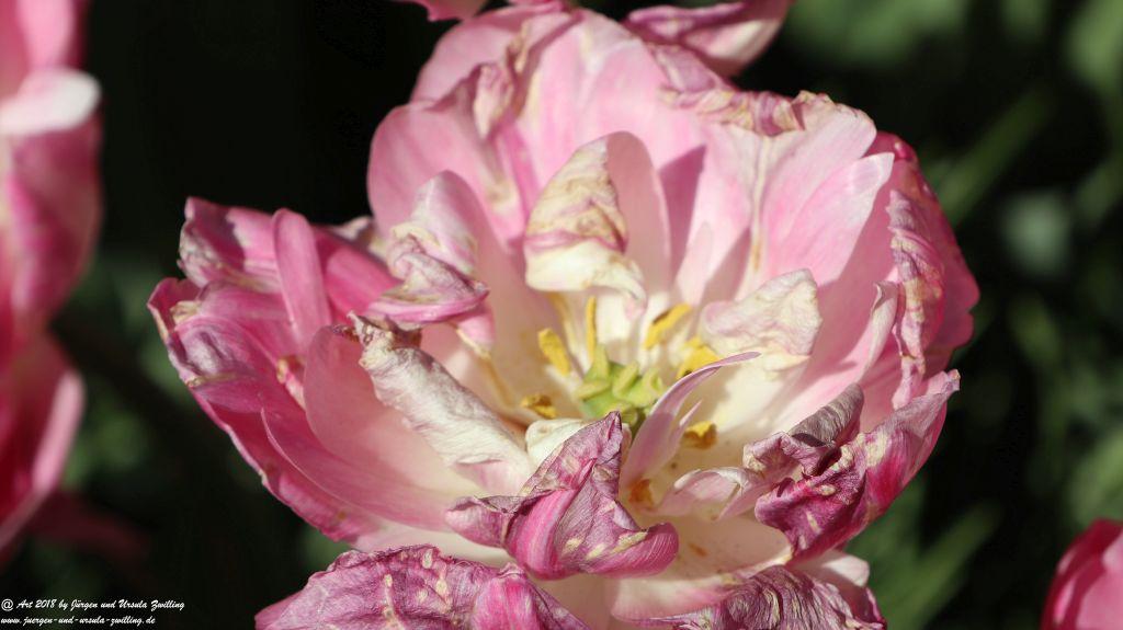 Keukenhof in Lisse Niederlande -Nordsee