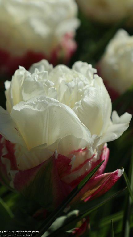 Keukenhof in Lisse Niederlande -Nordsee