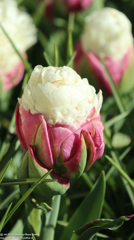 Keukenhof in Lisse Niederlande -Nordsee