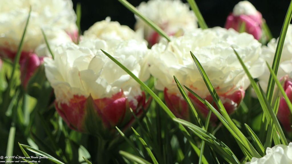 Keukenhof in Lisse Niederlande -Nordsee