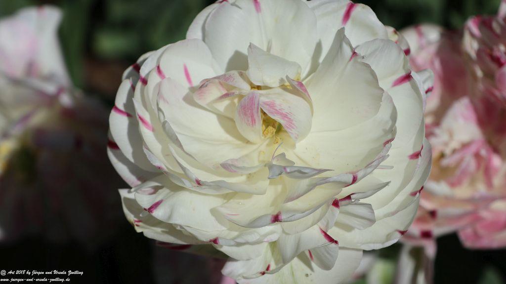 Keukenhof in Lisse Niederlande -Nordsee