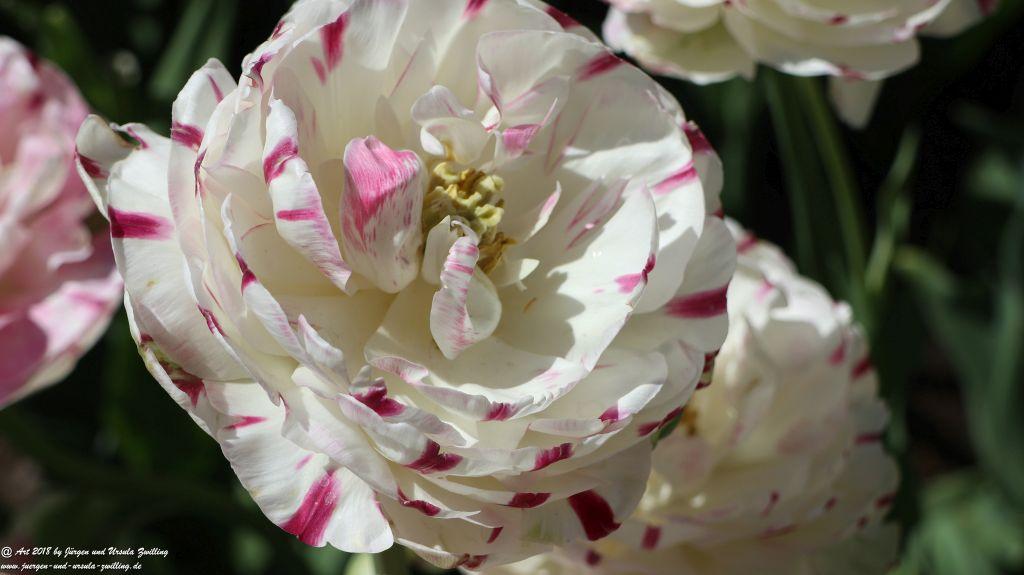 Keukenhof in Lisse Niederlande -Nordsee