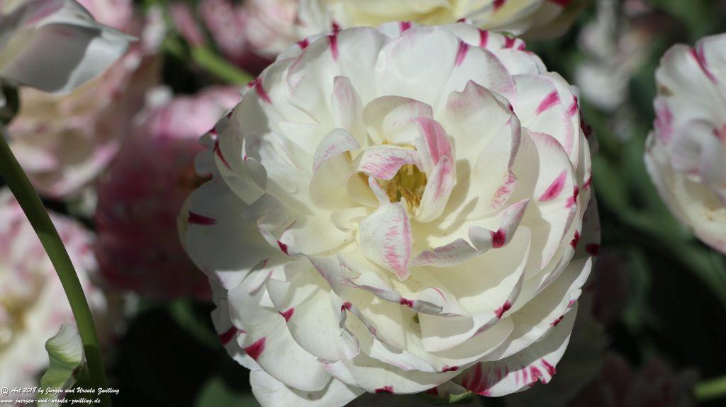 Keukenhof in Lisse Niederlande -Nordsee