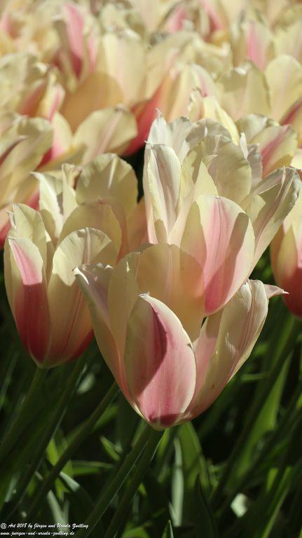 Keukenhof in Lisse Niederlande -Nordsee