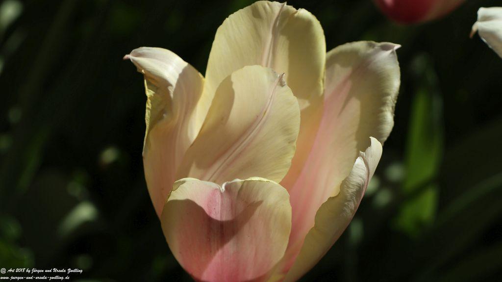 Keukenhof in Lisse Niederlande -Nordsee