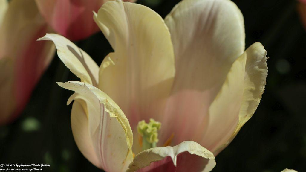 Keukenhof in Lisse Niederlande -Nordsee