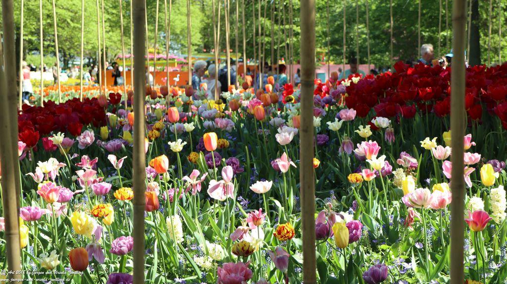 Keukenhof in Lisse Niederlande -Nordsee