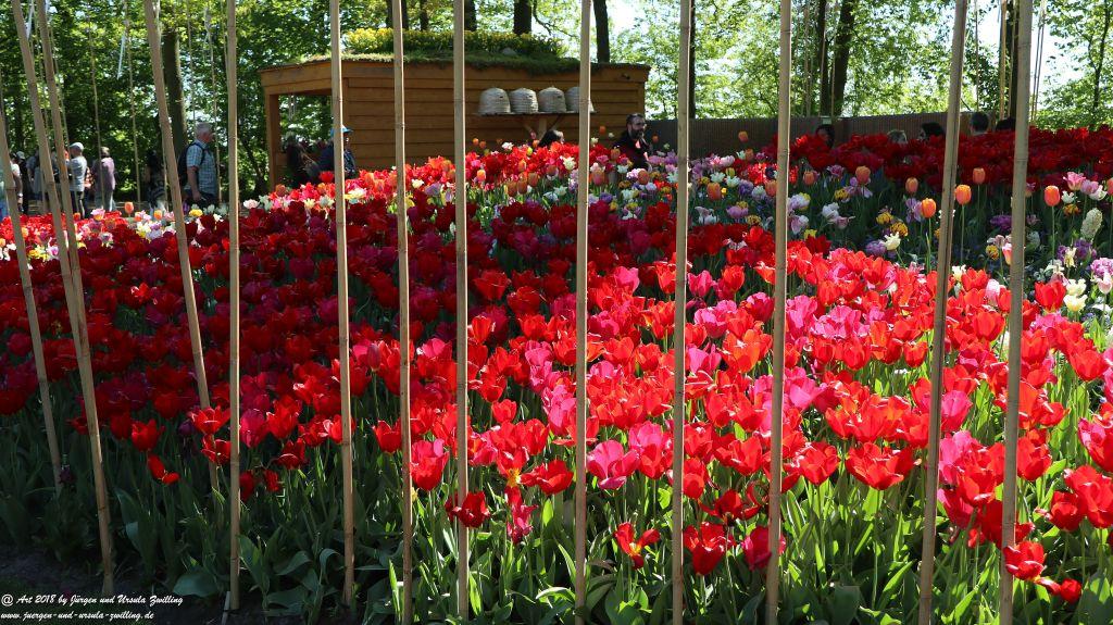 Keukenhof in Lisse Niederlande -Nordsee