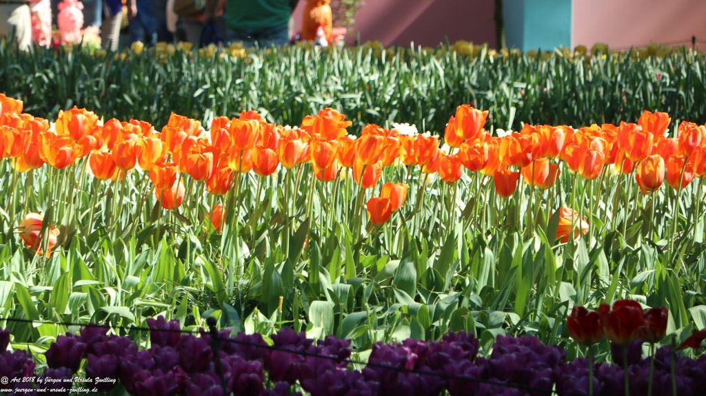 Keukenhof in Lisse Niederlande -Nordsee