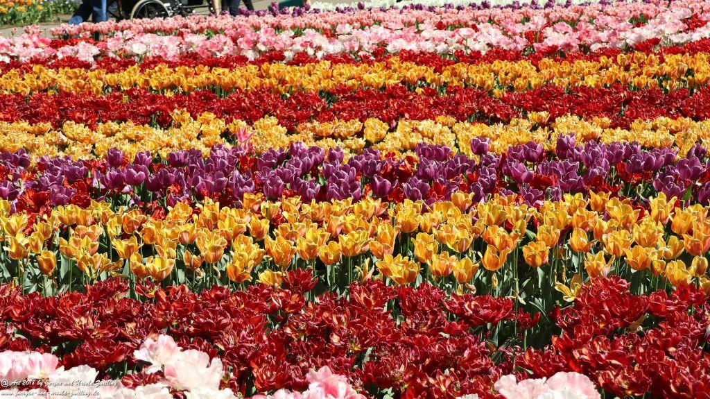 Keukenhof in Lisse Niederlande -Nordsee