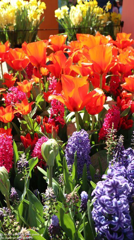 Keukenhof in Lisse Niederlande -Nordsee