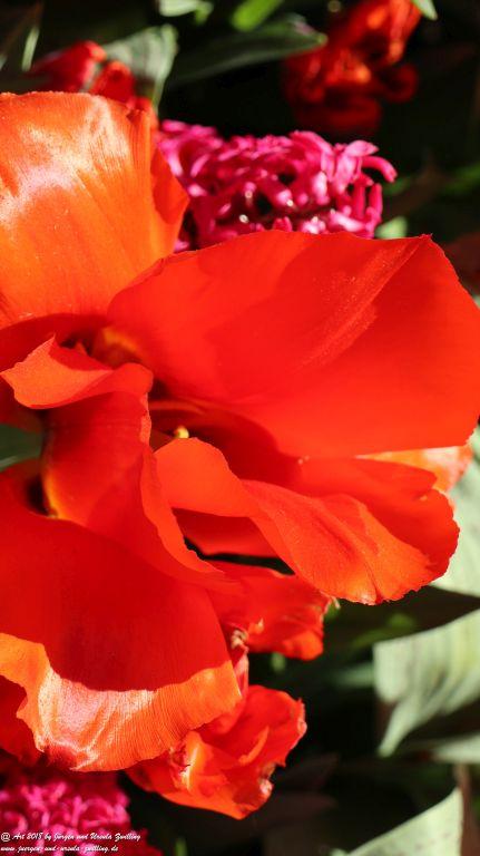 Keukenhof in Lisse Niederlande -Nordsee