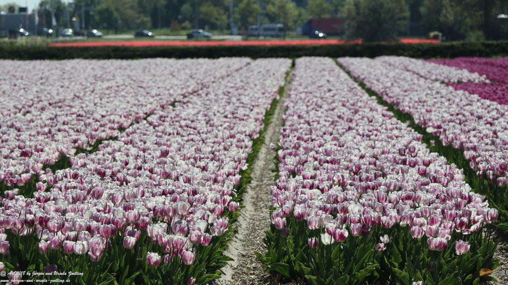 Keukenhof in Lisse Niederlande -Nordsee