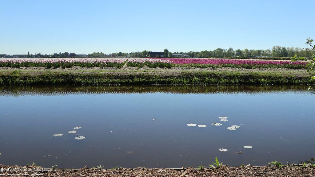 Keukenhof in Lisse Niederlande -Nordsee