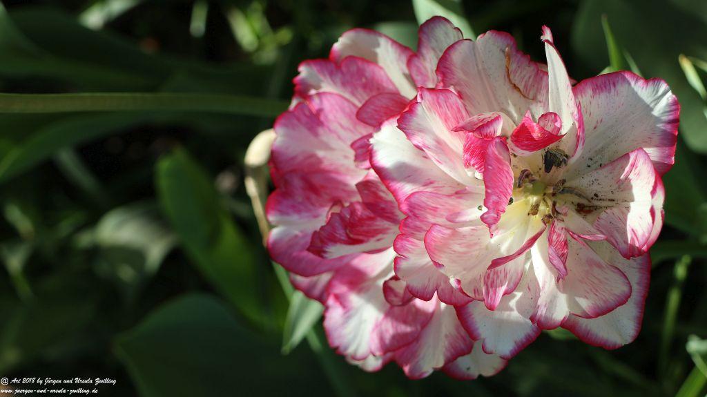 Keukenhof in Lisse Niederlande -Nordsee