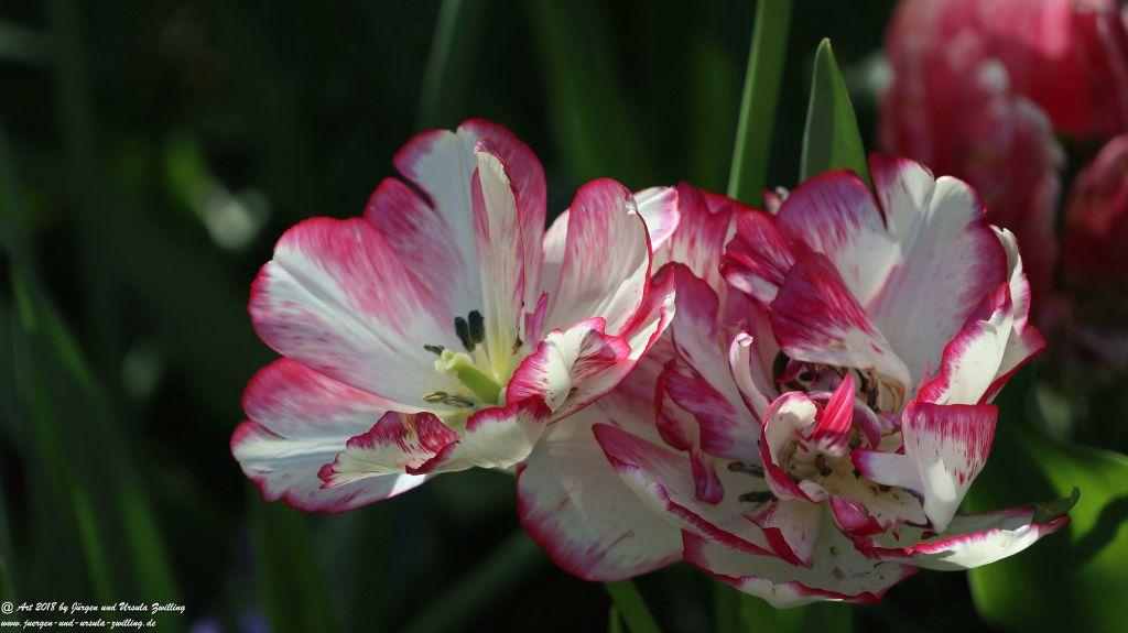 Keukenhof in Lisse Niederlande -Nordsee