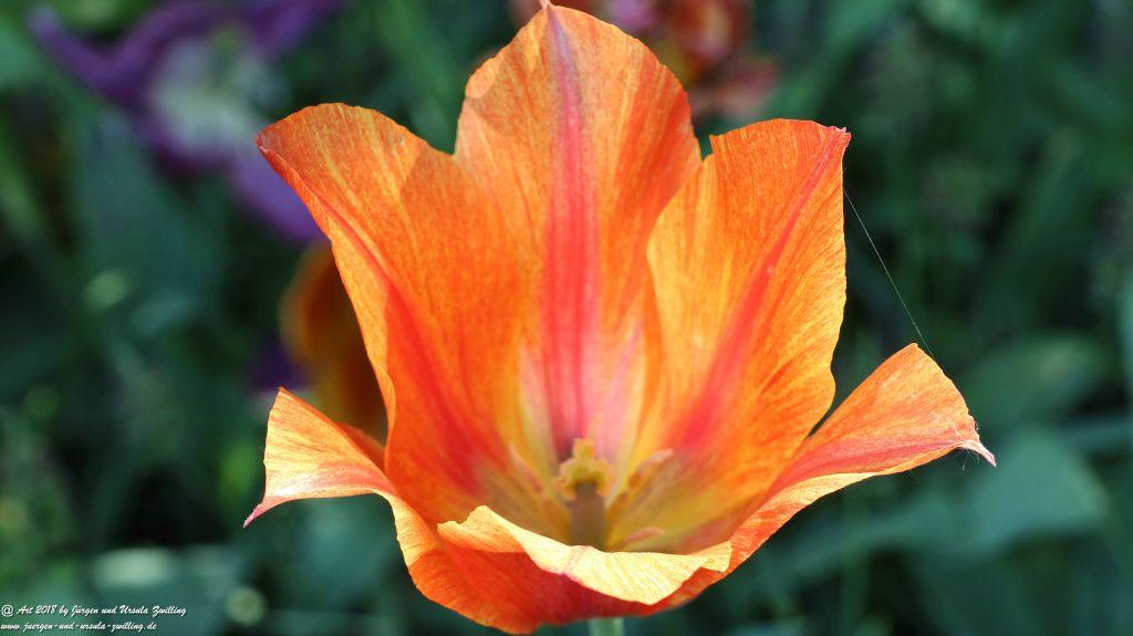 Keukenhof in Lisse Niederlande -Nordsee