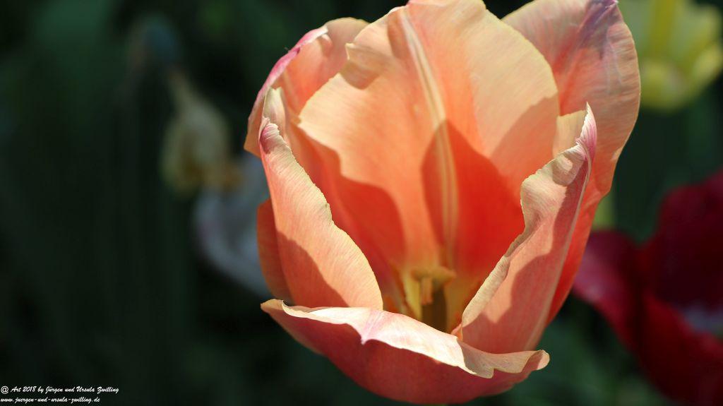 Keukenhof in Lisse Niederlande -Nordsee