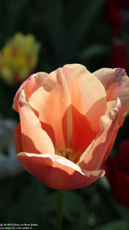 Keukenhof in Lisse Niederlande -Nordsee