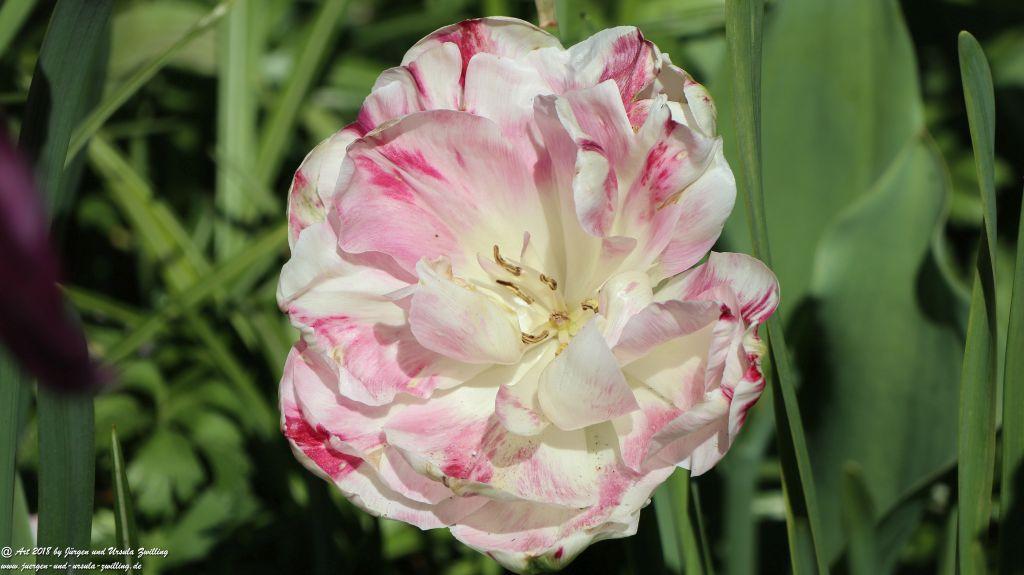 Keukenhof in Lisse Niederlande -Nordsee