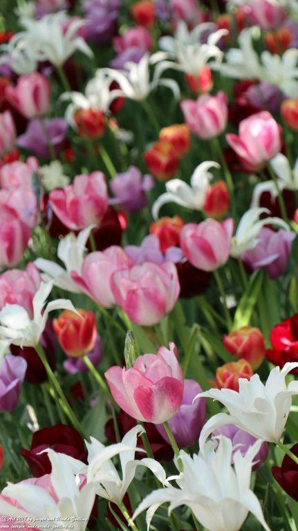 Keukenhof in Lisse Niederlande -Nordsee