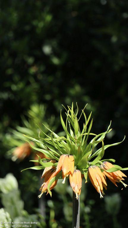 Keukenhof in Lisse Niederlande -Nordsee