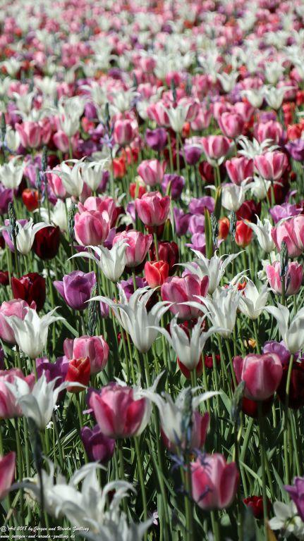 Keukenhof in Lisse Niederlande -Nordsee