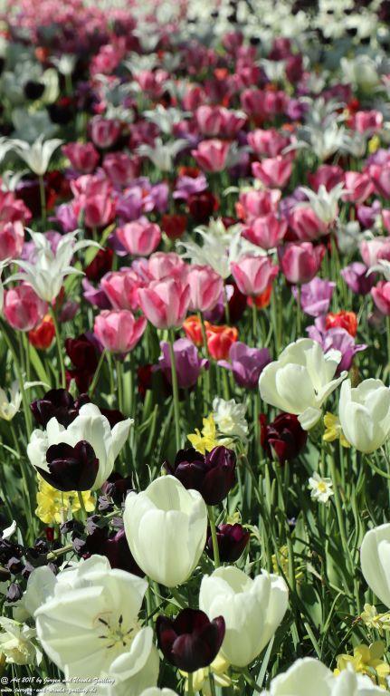 Keukenhof in Lisse Niederlande -Nordsee