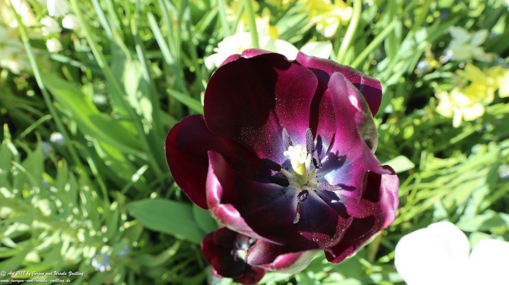 Keukenhof in Lisse Niederlande -Nordsee