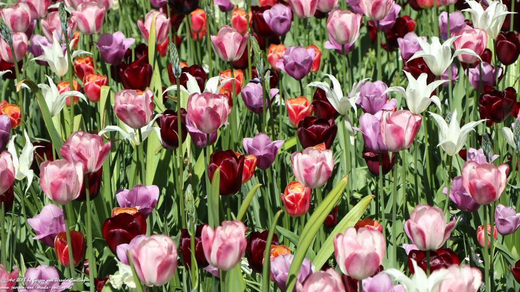 Keukenhof in Lisse Niederlande -Nordsee