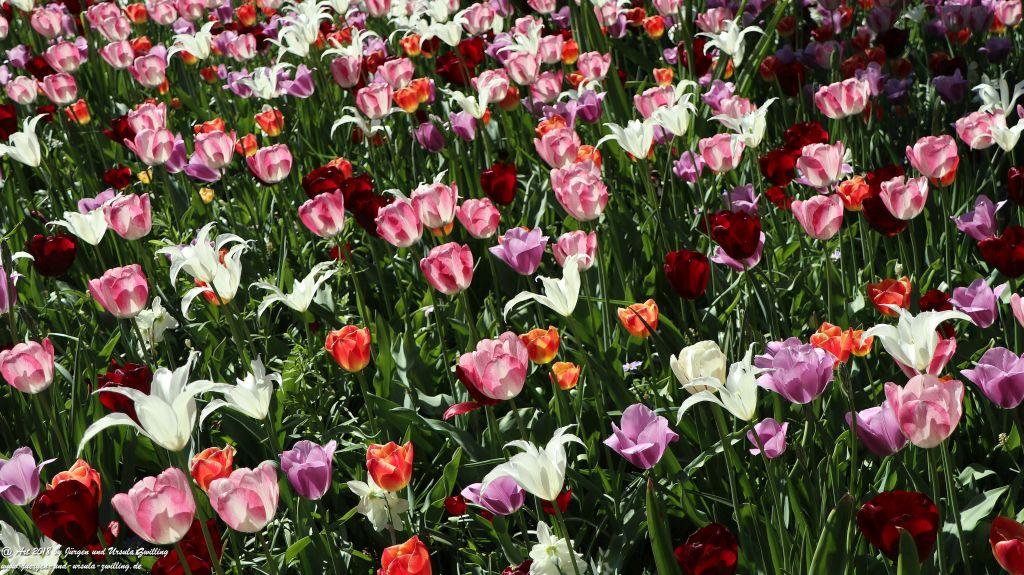 Keukenhof in Lisse Niederlande -Nordsee