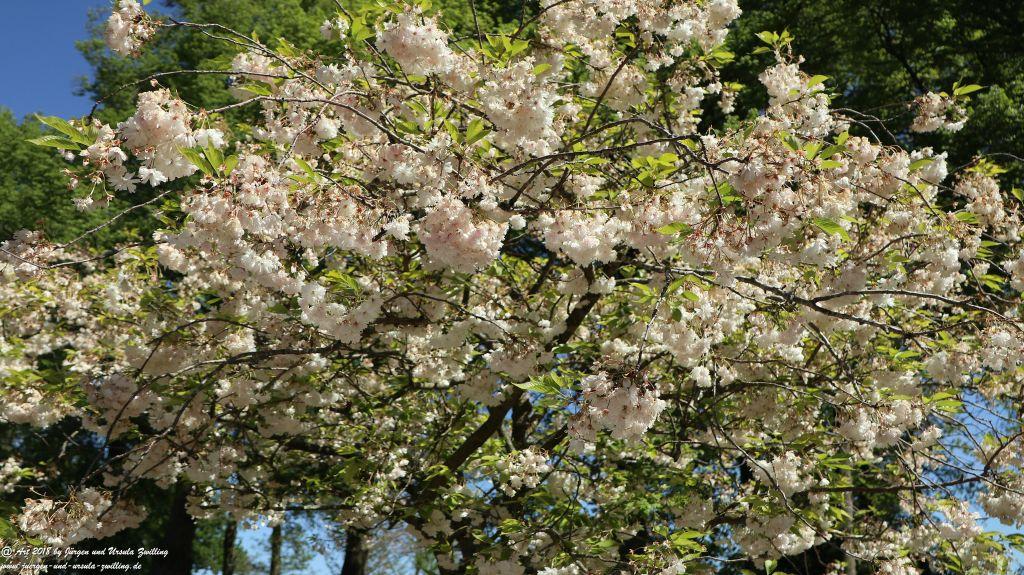 Keukenhof in Lisse Niederlande -Nordsee