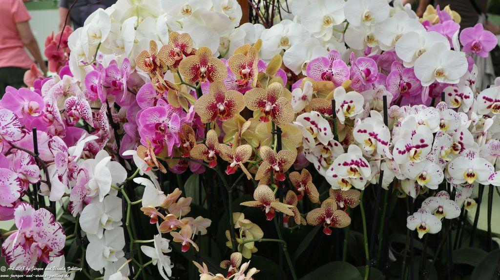 Keukenhof in Lisse Niederlande -Nordsee