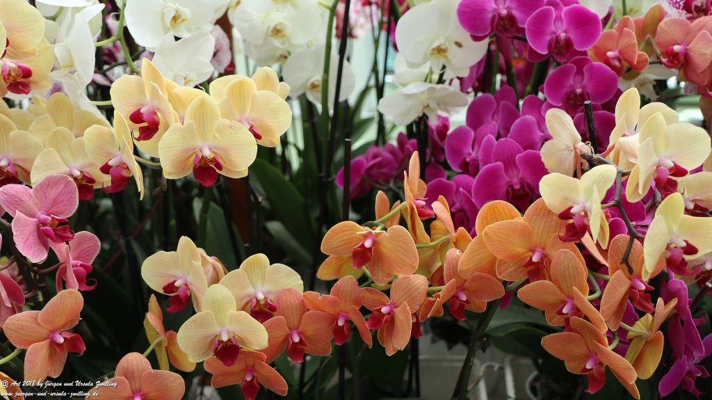 Keukenhof in Lisse Niederlande -Nordsee