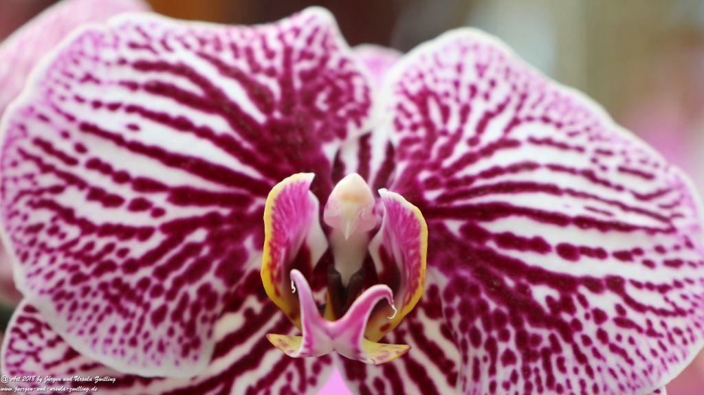 Keukenhof in Lisse Niederlande -Nordsee