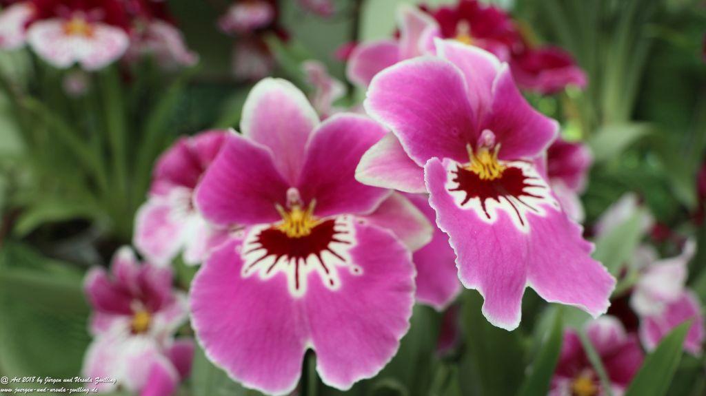 Keukenhof in Lisse Niederlande -Nordsee