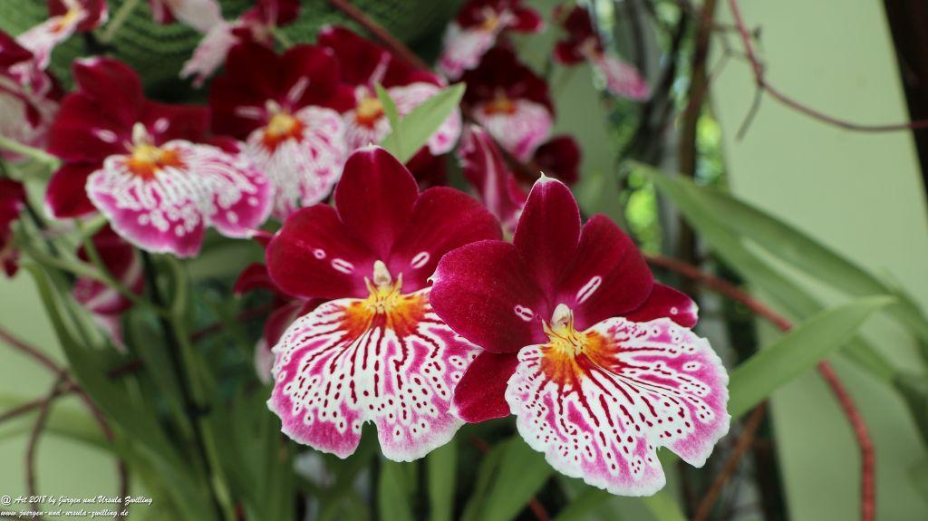 Keukenhof in Lisse Niederlande -Nordsee