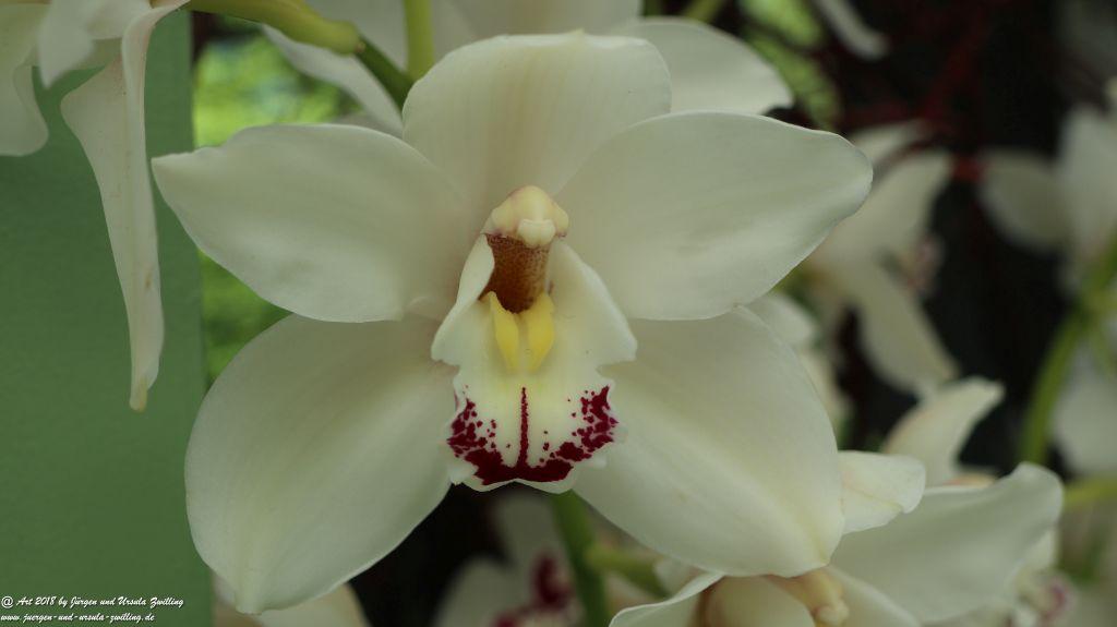 Keukenhof in Lisse Niederlande -Nordsee