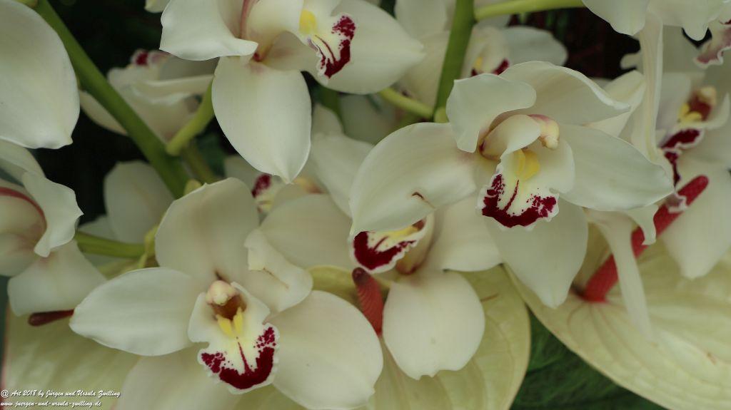 Keukenhof in Lisse Niederlande -Nordsee