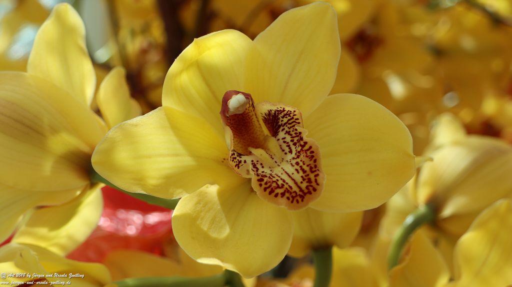 Keukenhof in Lisse Niederlande -Nordsee