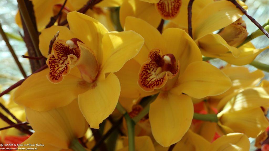 Keukenhof in Lisse Niederlande -Nordsee