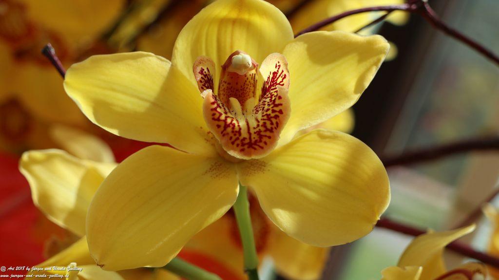 Keukenhof in Lisse Niederlande -Nordsee