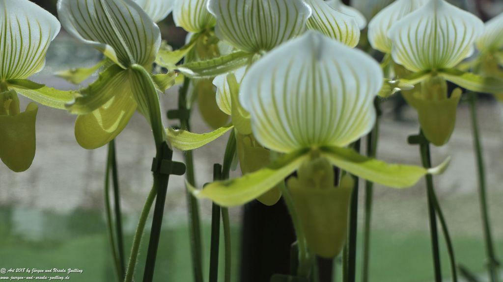 Keukenhof in Lisse Niederlande -Nordsee