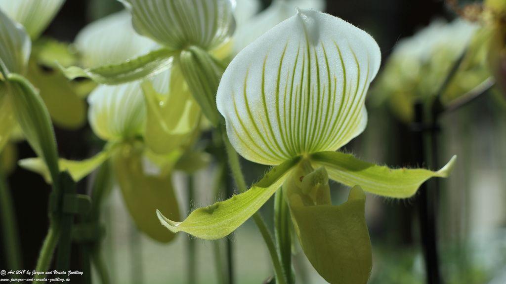 Keukenhof in Lisse Niederlande -Nordsee