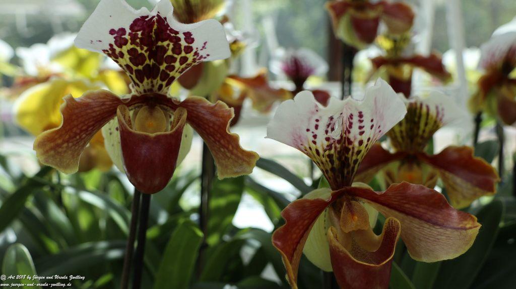 Keukenhof in Lisse Niederlande -Nordsee