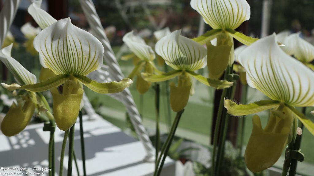 Keukenhof in Lisse Niederlande -Nordsee