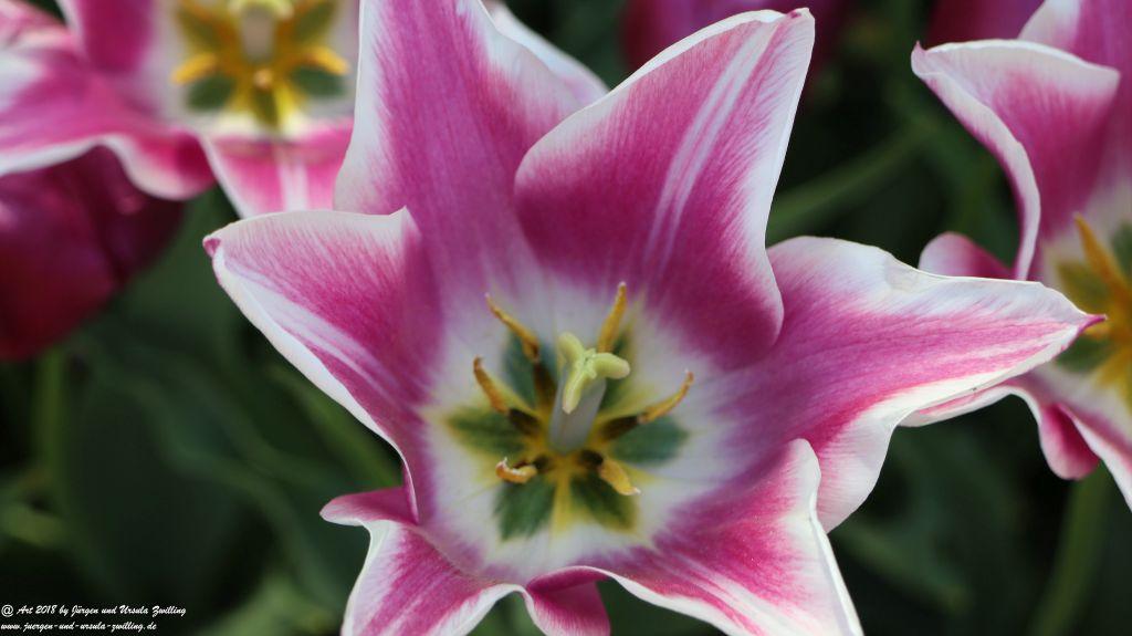 Keukenhof in Lisse Niederlande -Nordsee