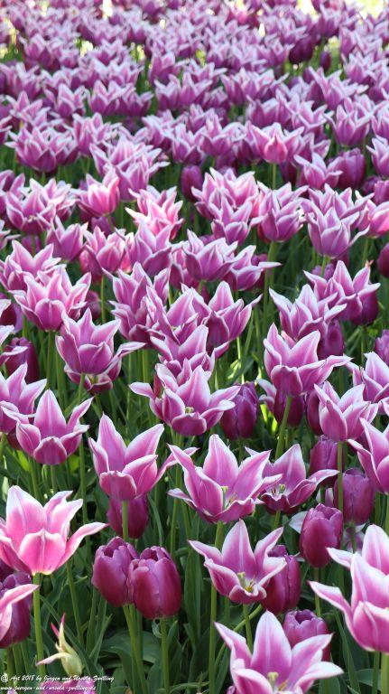 Keukenhof in Lisse Niederlande -Nordsee