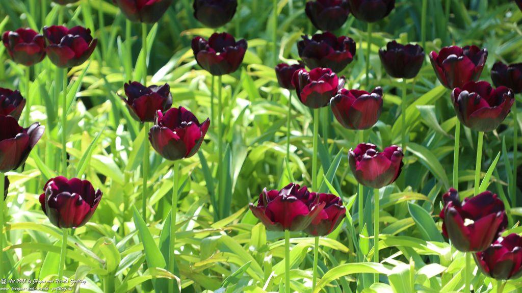 Keukenhof in Lisse Niederlande -Nordsee